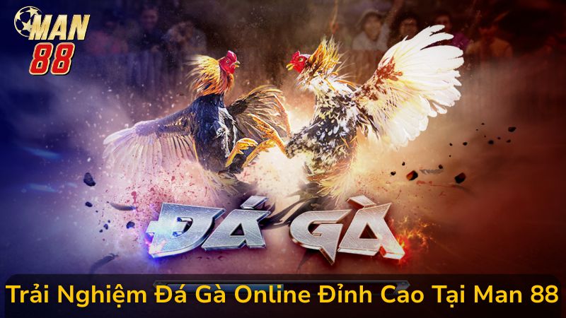 Đánh Giá Và So Sánh Ưu Việt Của Đá Gà Man 88 Với Các Sân Chơi Khác